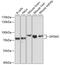 G Protein Signaling Modulator 2 antibody, GTX64884, GeneTex, Western Blot image 