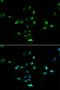 Hdm2 antibody, LS-C330926, Lifespan Biosciences, Immunofluorescence image 