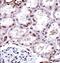 Forkhead Box D1 antibody, PA5-35145, Invitrogen Antibodies, Immunohistochemistry frozen image 