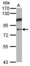DAO antibody, PA5-27409, Invitrogen Antibodies, Western Blot image 