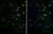 Inhibitor Of DNA Binding 2 antibody, GTX109113, GeneTex, Immunohistochemistry frozen image 