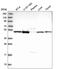 Brain protein 16-like antibody, HPA042470, Atlas Antibodies, Western Blot image 