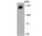 Xanthine Dehydrogenase antibody, NBP2-75717, Novus Biologicals, Western Blot image 