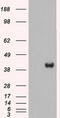 Dual specificity mitogen-activated protein kinase kinase 2 antibody, TA500466S, Origene, Western Blot image 
