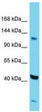 Zinc Finger Protein 445 antibody, TA329606, Origene, Western Blot image 