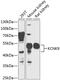 Potassium channel subfamily K member 9 antibody, 23-688, ProSci, Western Blot image 