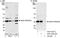 AKT1 Substrate 1 antibody, A301-201A, Bethyl Labs, Immunoprecipitation image 