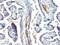 Podocalyxin Like antibody, NBP2-48344, Novus Biologicals, Immunohistochemistry paraffin image 