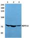 M-Phase Phosphoprotein 10 antibody, A11510-1, Boster Biological Technology, Western Blot image 
