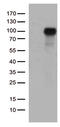 EPH Receptor A1 antibody, TA809675S, Origene, Western Blot image 