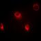 Secreted frizzled-related protein 4 antibody, orb382033, Biorbyt, Immunofluorescence image 