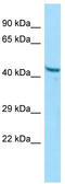 Pepsin A antibody, TA338326, Origene, Western Blot image 