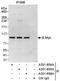 MYB Proto-Oncogene Like 2 antibody, A301-655A, Bethyl Labs, Immunoprecipitation image 