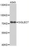 Sialic acid-binding Ig-like lectin 7 antibody, STJ25528, St John