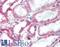 Hydroxysteroid 11-Beta Dehydrogenase 2 antibody, LS-B2135, Lifespan Biosciences, Immunohistochemistry frozen image 