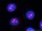 ESF1 Nucleolar Pre-RRNA Processing Protein Homolog antibody, 23496-1-AP, Proteintech Group, Immunofluorescence image 