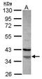 Family With Sequence Similarity 76 Member A antibody, GTX120378, GeneTex, Western Blot image 