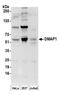 DNA Methyltransferase 1 Associated Protein 1 antibody, A300-218A, Bethyl Labs, Western Blot image 