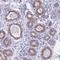 RasGEF Domain Family Member 1B antibody, HPA044574, Atlas Antibodies, Immunohistochemistry frozen image 