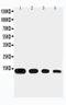 C-C Motif Chemokine Ligand 11 antibody, PA1531, Boster Biological Technology, Western Blot image 