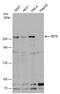 Methylcytosine dioxygenase TET2 antibody, PA5-78514, Invitrogen Antibodies, Western Blot image 