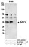 Dual specificity protein phosphatase 12 antibody, A305-588A-M, Bethyl Labs, Immunoprecipitation image 