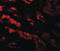 GDNF Inducible Zinc Finger Protein 1 antibody, LS-B8817, Lifespan Biosciences, Immunofluorescence image 
