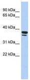 Early Growth Response 3 antibody, TA335748, Origene, Western Blot image 