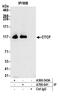 CCCTC-Binding Factor antibody, A700-041, Bethyl Labs, Immunoprecipitation image 