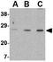X-Box Binding Protein 1 antibody, GTX31292, GeneTex, Western Blot image 