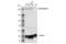 AT-Rich Interaction Domain 4A antibody, 97780S, Cell Signaling Technology, Western Blot image 