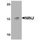 Ninjurin 1 antibody, TA349100, Origene, Western Blot image 