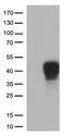 TNF Receptor Superfamily Member 9 antibody, TA813072S, Origene, Western Blot image 