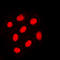 HNF-4-alpha antibody, LS-C354006, Lifespan Biosciences, Immunofluorescence image 