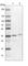 Syntaxin-12 antibody, HPA041038, Atlas Antibodies, Western Blot image 