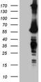 FTO Alpha-Ketoglutarate Dependent Dioxygenase antibody, TA809392, Origene, Western Blot image 