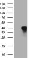 CD79b Molecule antibody, TA810480S, Origene, Western Blot image 