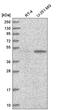PWP1 Homolog, Endonuclein antibody, HPA038708, Atlas Antibodies, Western Blot image 