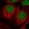 Mesoderm induction early response protein 1 antibody, HPA050306, Atlas Antibodies, Immunofluorescence image 