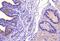 Diamine acetyltransferase 1 antibody, NB110-41622, Novus Biologicals, Immunohistochemistry frozen image 