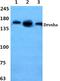 Drosha Ribonuclease III antibody, A00111-1, Boster Biological Technology, Western Blot image 