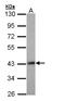 LIM Homeobox 8 antibody, LS-B4845, Lifespan Biosciences, Western Blot image 