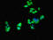 Activin A Receptor Type 1 antibody, LS-C375156, Lifespan Biosciences, Immunofluorescence image 
