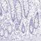 Proline-rich protein 4 antibody, HPA042133, Atlas Antibodies, Immunohistochemistry paraffin image 