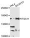 Integrin Subunit Alpha 11 antibody, abx136002, Abbexa, Western Blot image 