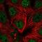 UBR5 antibody, NBP2-58579, Novus Biologicals, Immunofluorescence image 