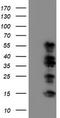 TAZ antibody, TA503538S, Origene, Western Blot image 