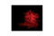 Perforin 1 antibody, 3693S, Cell Signaling Technology, Immunofluorescence image 