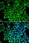  antibody, orb167455, Biorbyt, Immunofluorescence image 