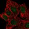 Potassium channel subfamily K member 5 antibody, HPA059148, Atlas Antibodies, Immunocytochemistry image 